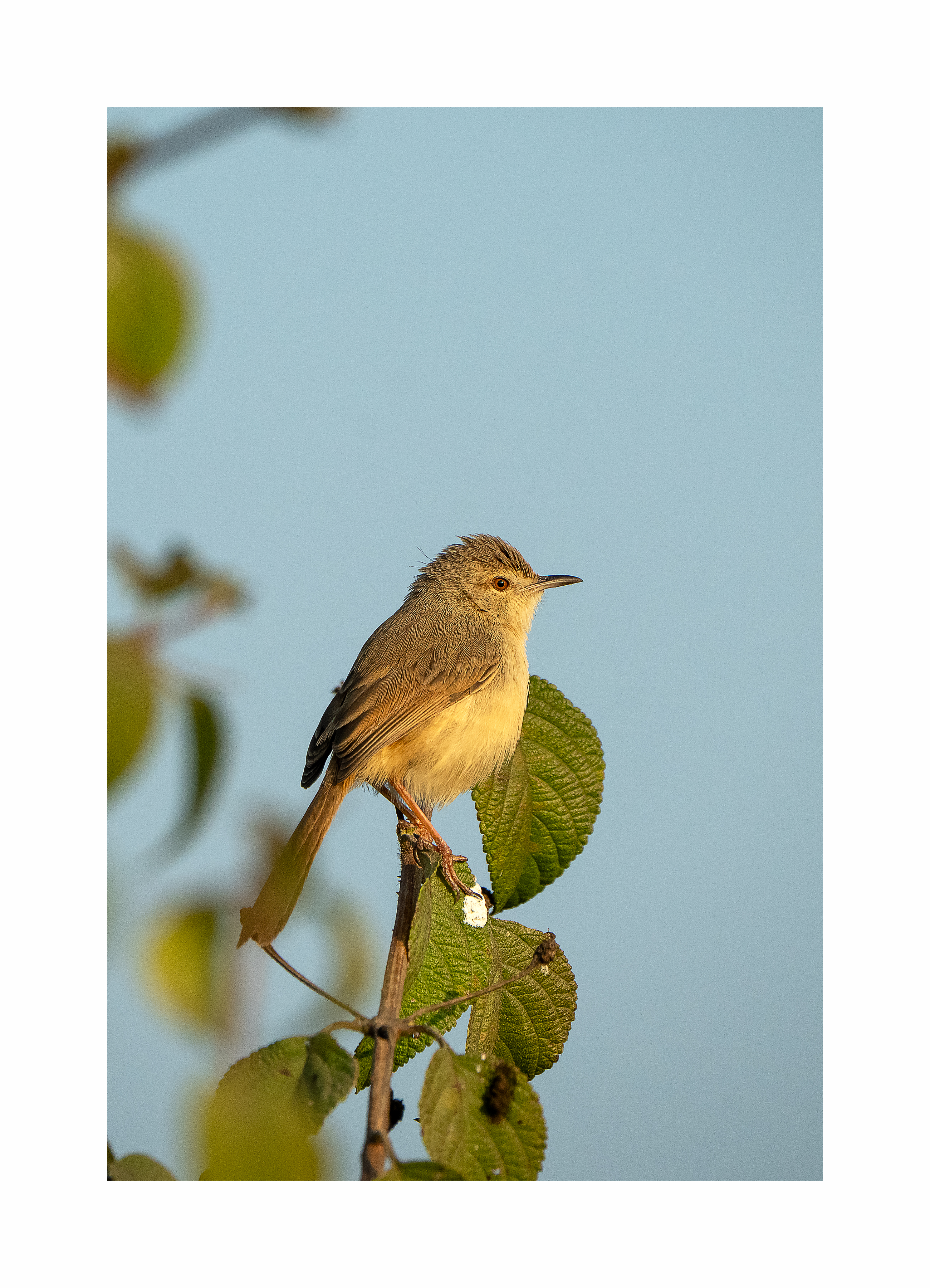BPCL - Bina Biodiversity Study 32